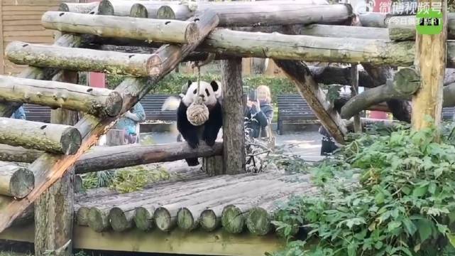 藝高熊膽大，大熊貓喀秋莎深夜活躍秀