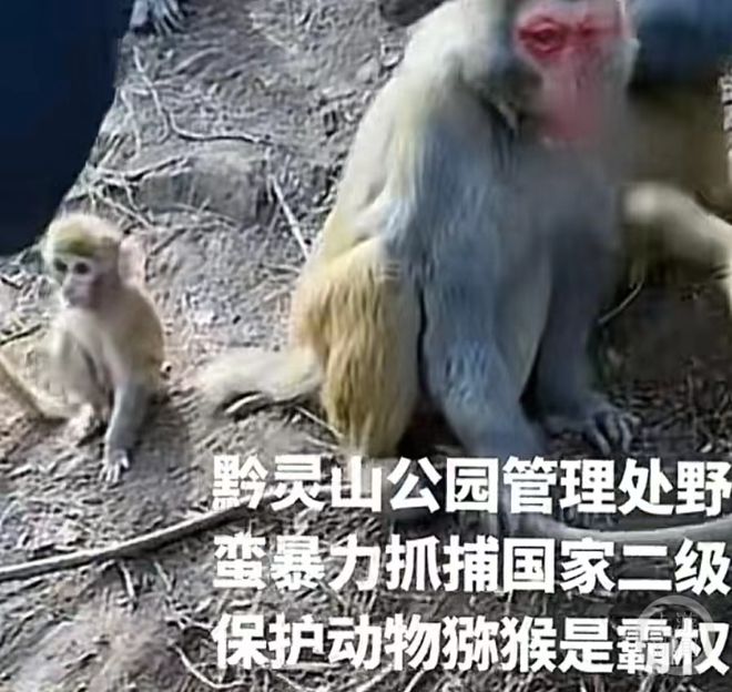 官方通報(bào)，女子救下獼猴，半年人猴情深故事感動(dòng)人心