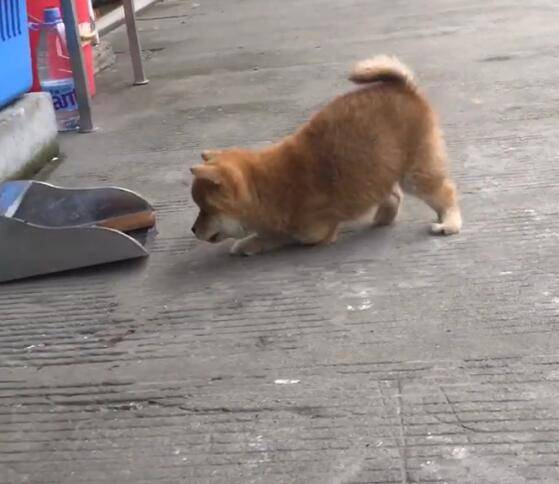 九華山景區(qū)驚現(xiàn)多起虐待動物事件，狗腳被砍斷引發(fā)社會關(guān)注