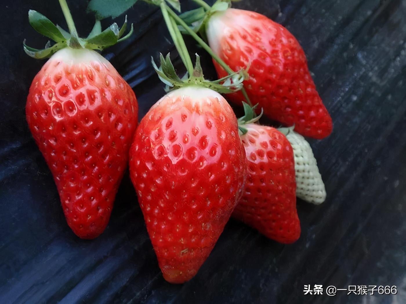 草莓儲(chǔ)存秘籍，延長保鮮期的小竅門