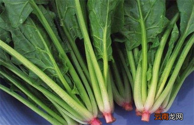 如何有效儲存菠菜以防變質發(fā)黃？
