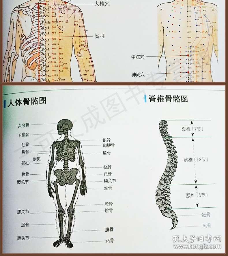 中醫(yī)經(jīng)絡(luò)理論與日常按摩應(yīng)用方法詳解