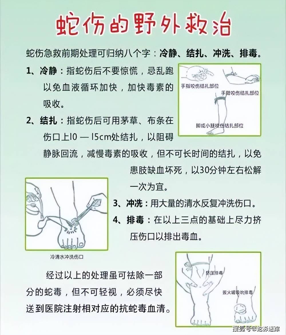毒蛇咬傷急救指南，如何為家人提供正確救援措施
