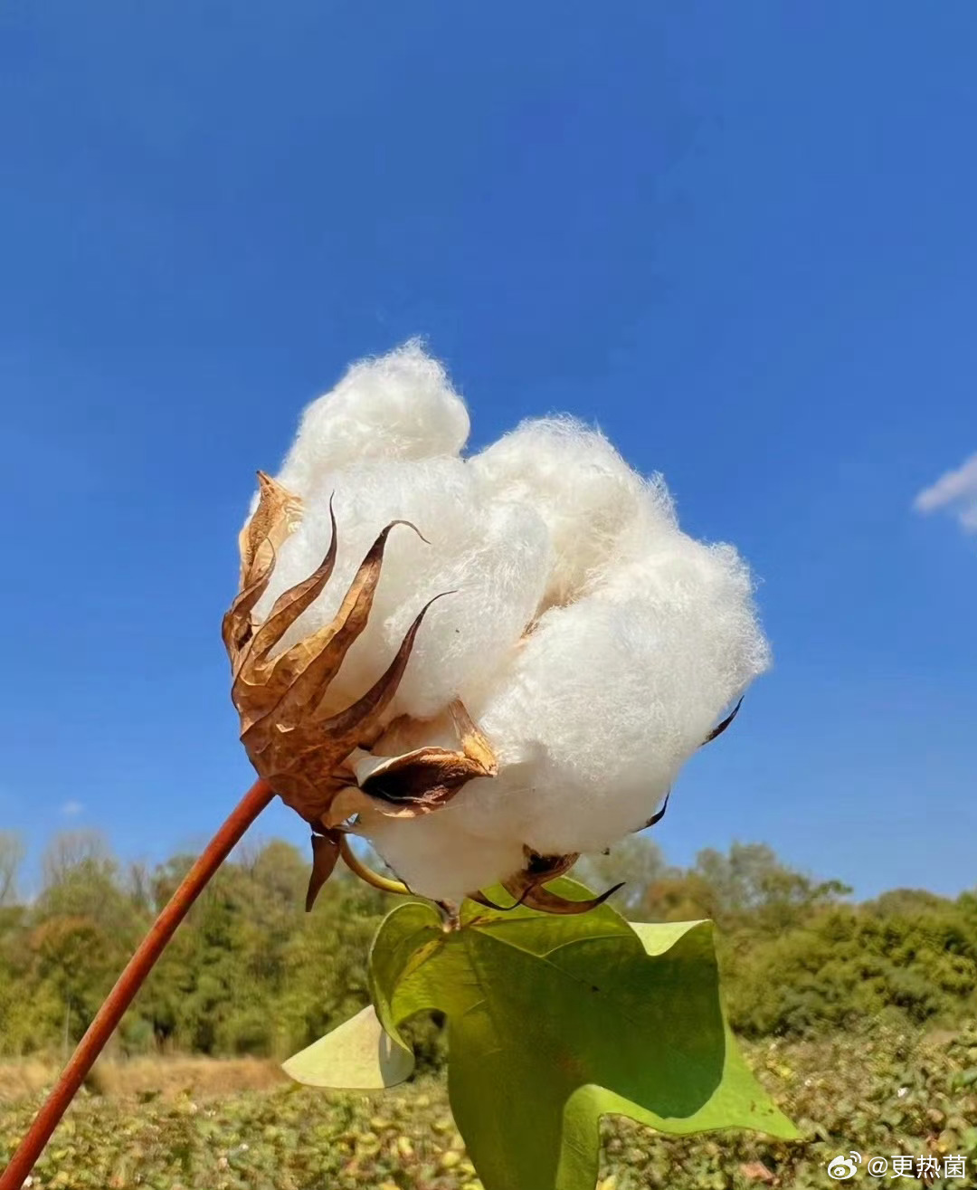 新疆棉，世界頂級(jí)棉花之一