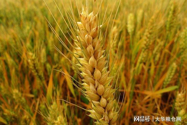 山東小麥價(jià)格上漲，原因、影響與應(yīng)對(duì)策略