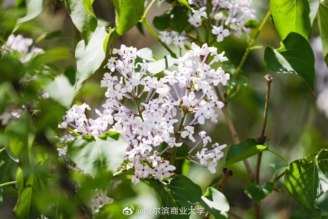 久久婷婷五月綜合色丁香,高端運(yùn)營助力成長_非凡版38.50.96